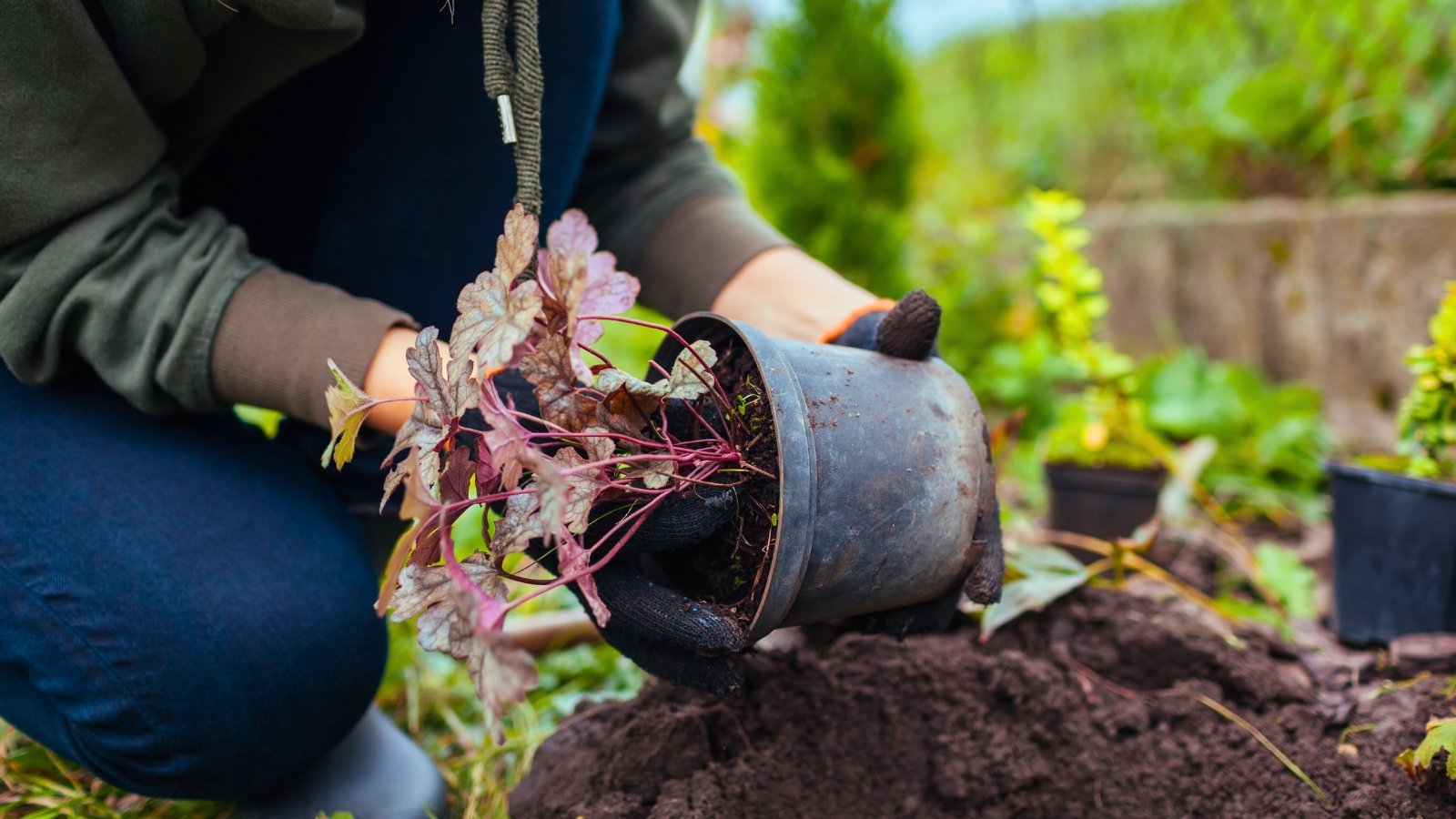 A plant with dark green and purple-tinged, lobed leaves is being removed from a black plastic pot by hands wearing dark gloves.