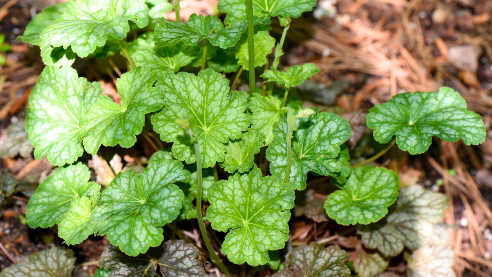 A low-growing clump of broad, lobed green leaves with a lighter, silvery-green pattern radiating from the center sits on a forest floor.