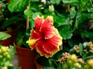 Hibiscus pots containers appearing healthy among other plants, surrounded by deep green foliage and plant parts with various colors
