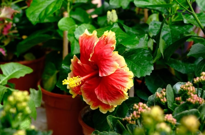 Hibiscus pots containers appearing healthy among other plants, surrounded by deep green foliage and plant parts with various colors