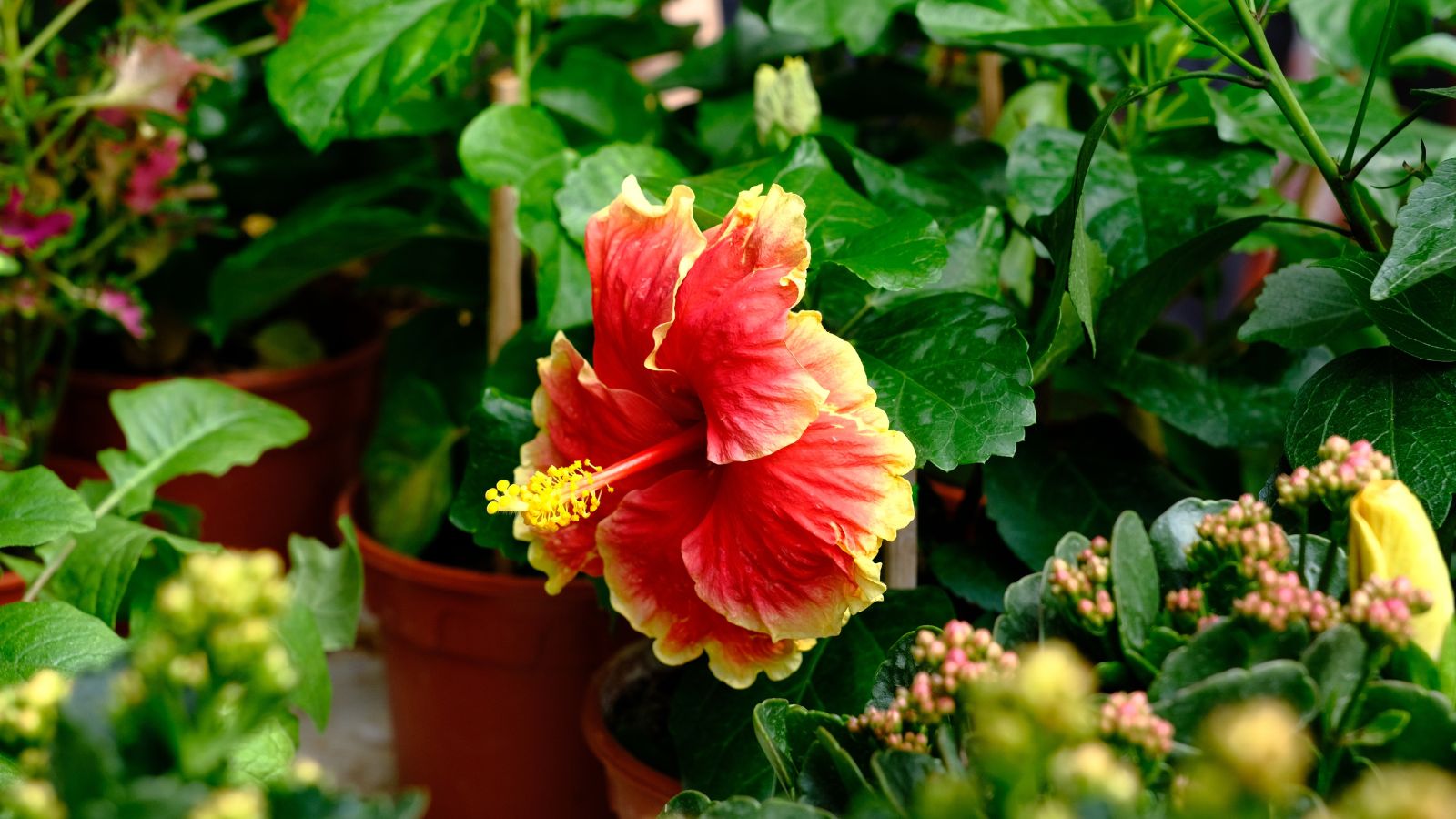 A lovely flower appearing healthy among other plants, surrounded by deep green foliage and plant parts with various colors