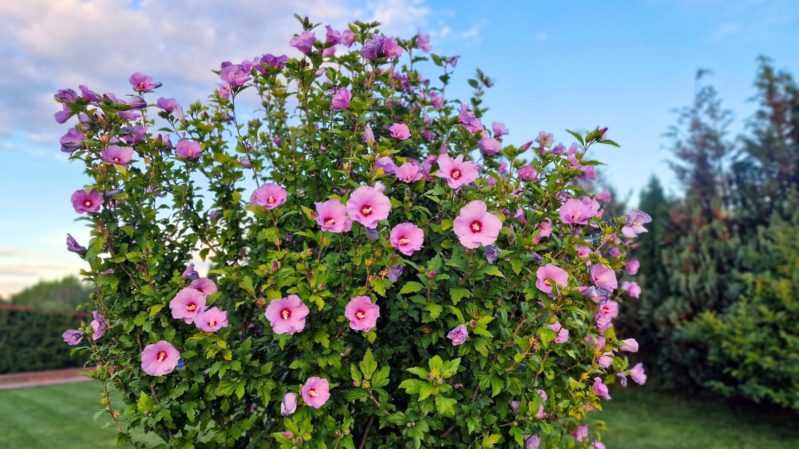A shrub with numerous pink, cup-shaped flowers with darker pink centers and green leaves.