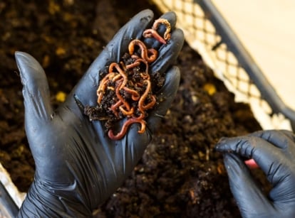 Close up of a gardener's hand in a black glove holding red worms against a black bin full of loose black compost and worm castings