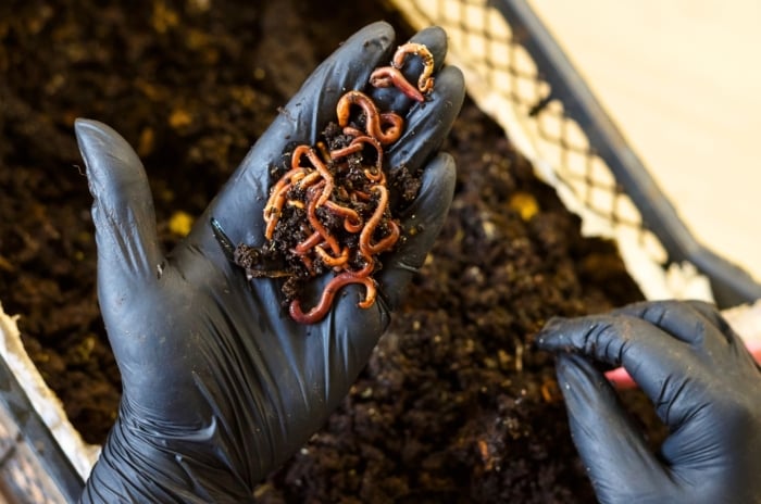 Close up of a gardener's hand in a black glove holding red worms against a black bin full of loose black compost and worm castings