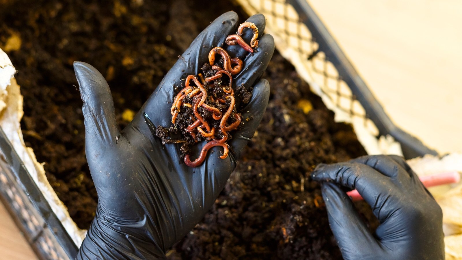 Close up of a gardener's hand in a black glove holding red worms against a black bin full of loose black compost.