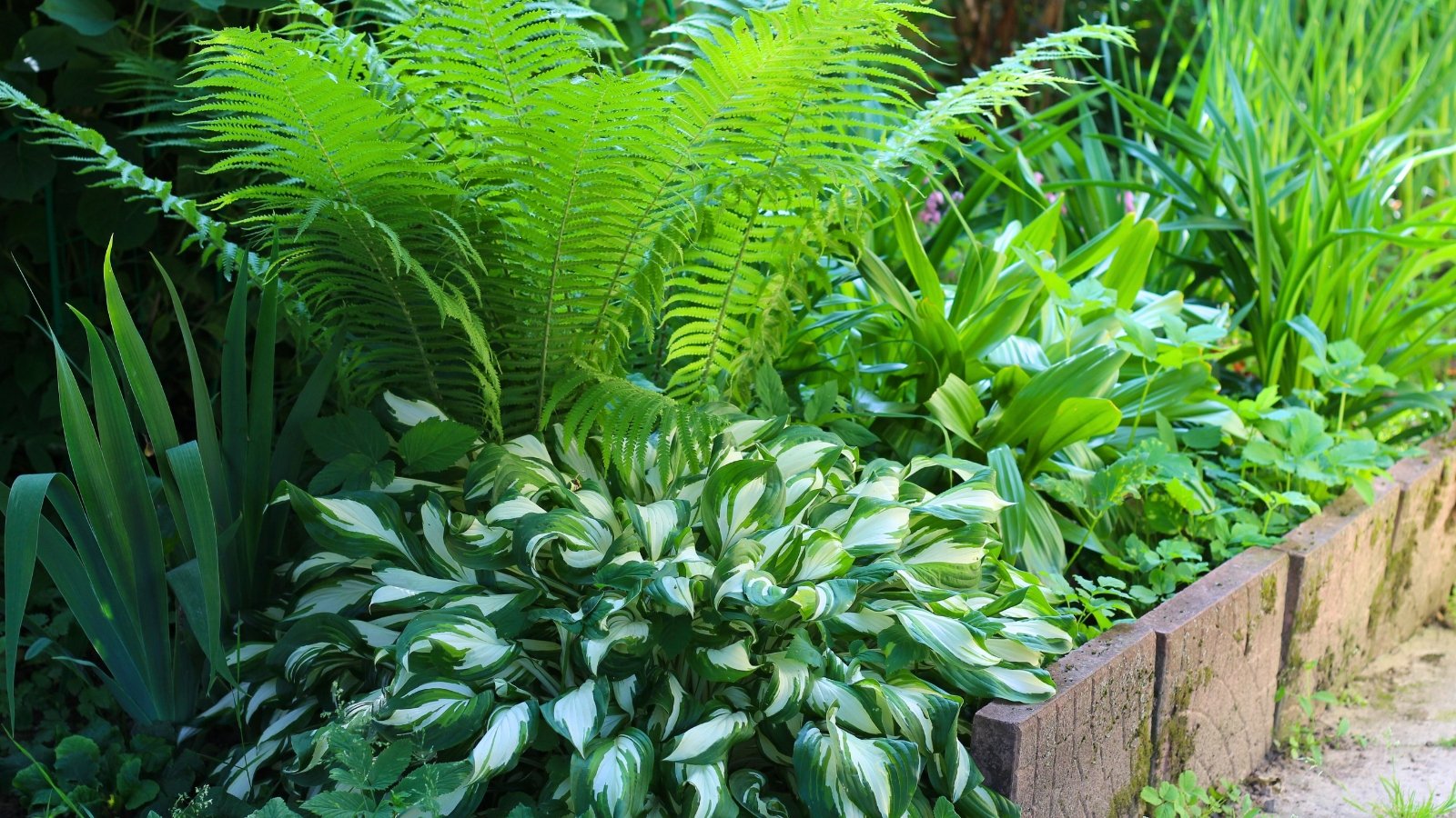 Broad, variegated leaves with creamy white margins and deep green centers create a striking ground cover, surrounded by tall, feathery green fronds.