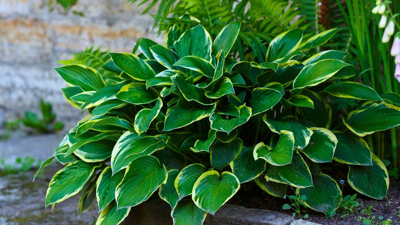 A lush, mounded plant features large, heart-shaped leaves with deep green centers and irregular, bright yellow-green margins.