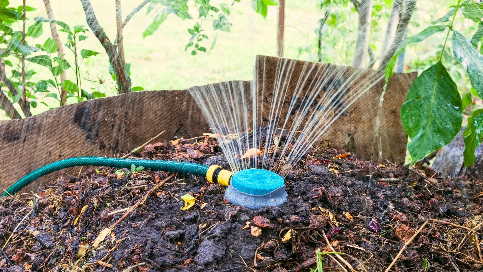 Watering a large compost pile using a hose and a spray nozzle that sprays water in thin streams.