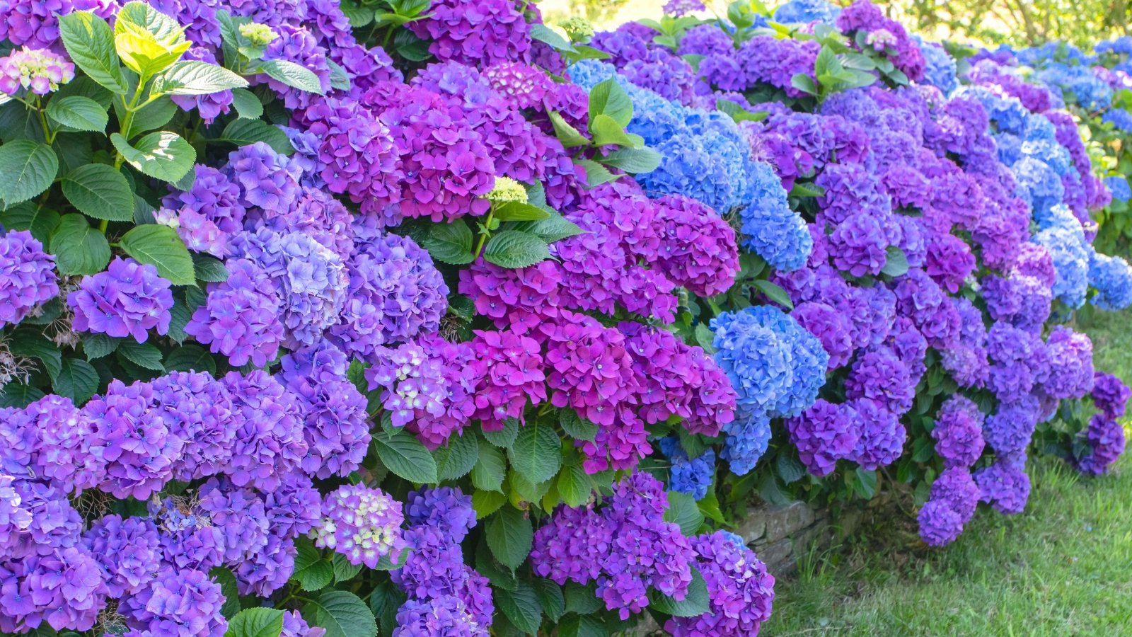 A long row of large, rounded flower clusters in shades of purple and blue, with green foliage and a stone base.
