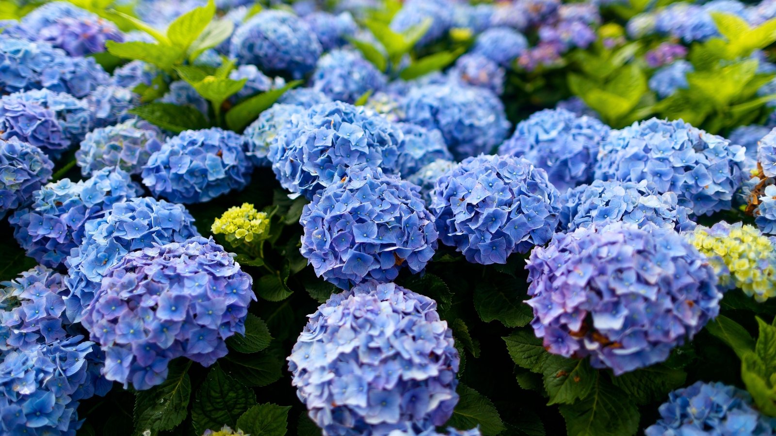 A dense collection of globe-shaped blue and purple flower clusters, each composed of many small petals, nestles among broad green leaves.