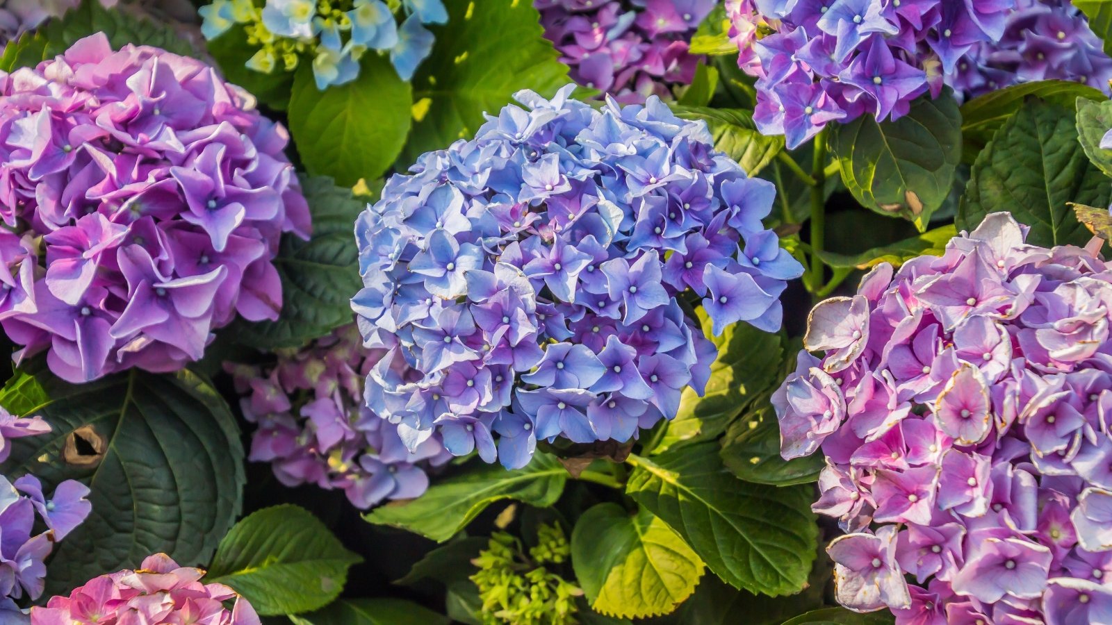 Large, rounded flower clusters in shades of pale purple and blue bloom above lush, dark green, serrated leaves on sturdy stems.