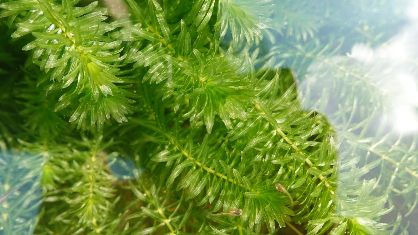 An overhead and close-up shot of an invasive plant called Hydrilla, developing underwater in a well lit area