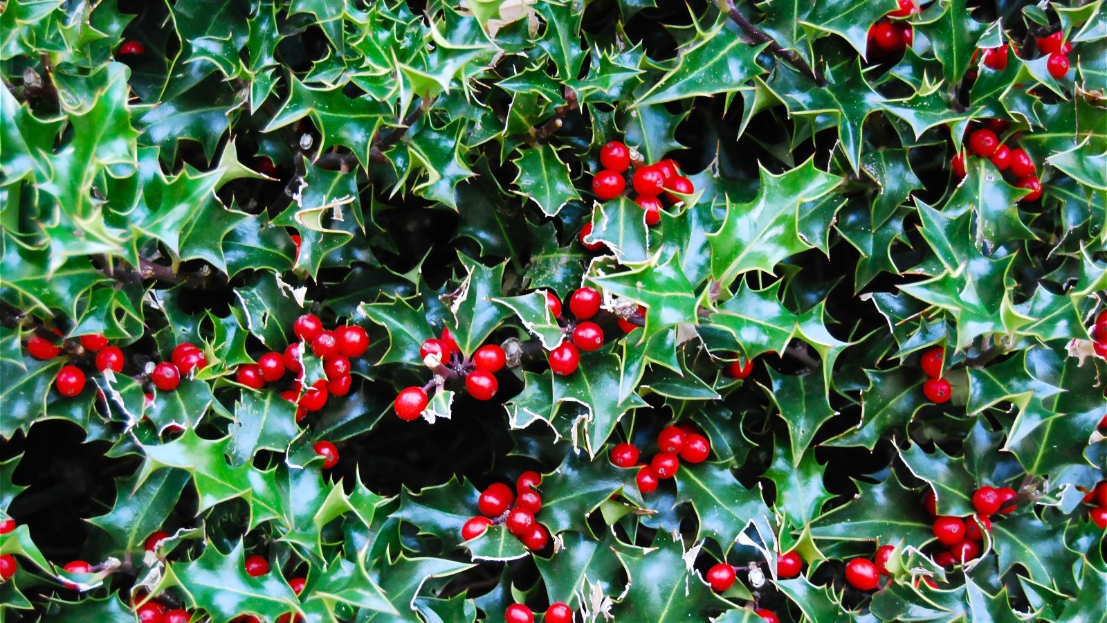 A dense cluster of glossy, dark green, spiky leaves with bright red berries.