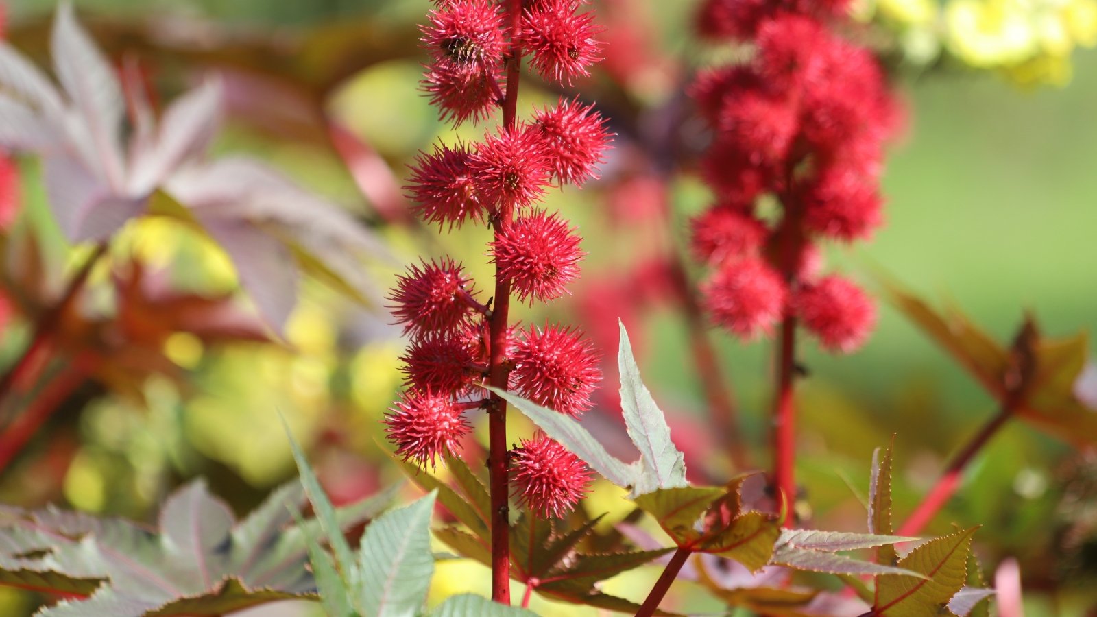Tall stems with spiky, palmate leaves support bold, deep red flower spikes with a dramatic presence.