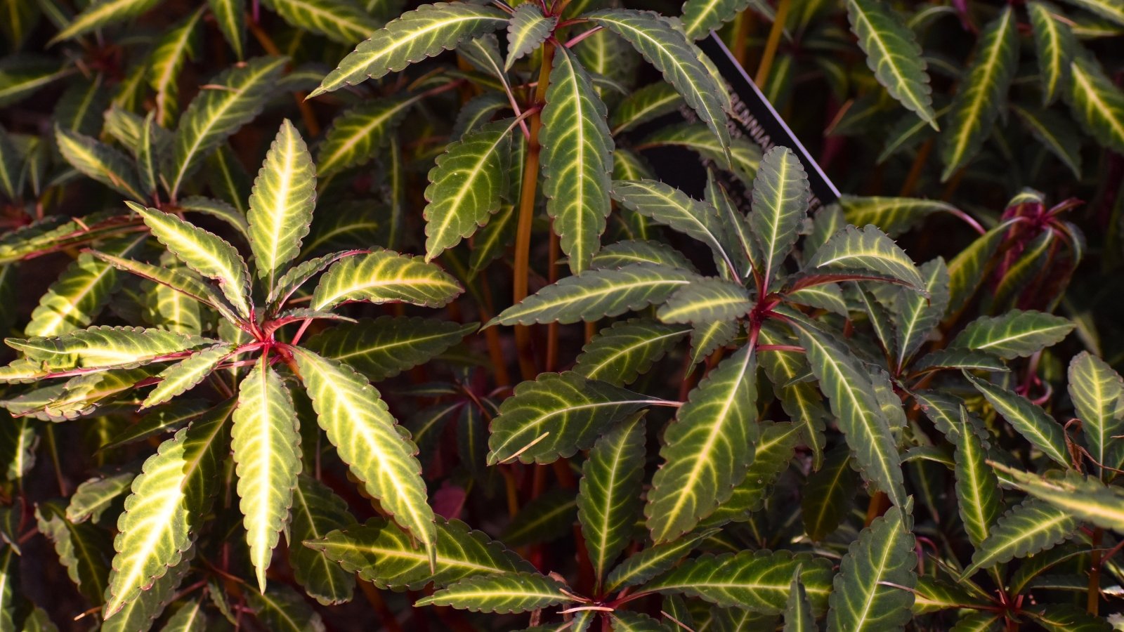 Elongated, lance-shaped leaves feature a prominent light green or yellow central vein with dark green margins and reddish stems.