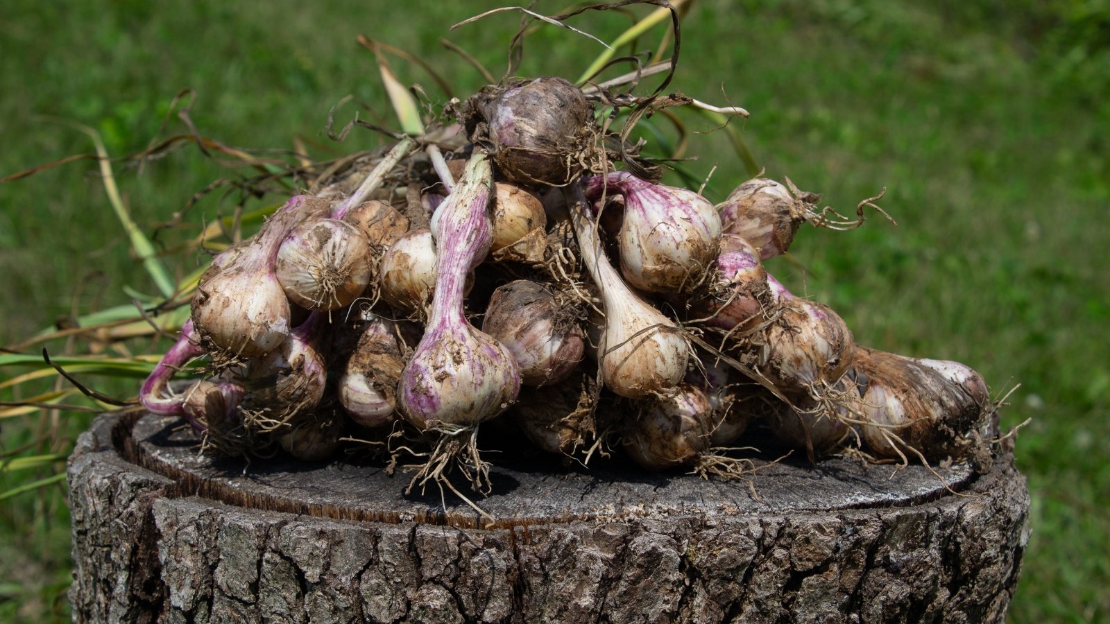 Freshly picked bulbs with slightly flattened heads and purple-streaked white skin, wrapped in thin, papery layers lie on a stump in the garden.