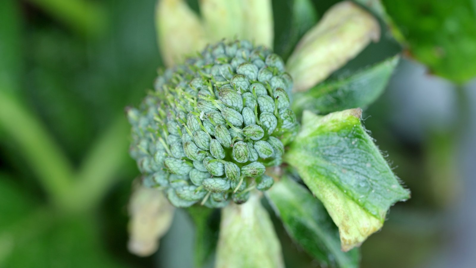 Delphinium flower deformed with leafy green growths replacing petals, showing signs of infectious phyllody caused by phytoplasma.