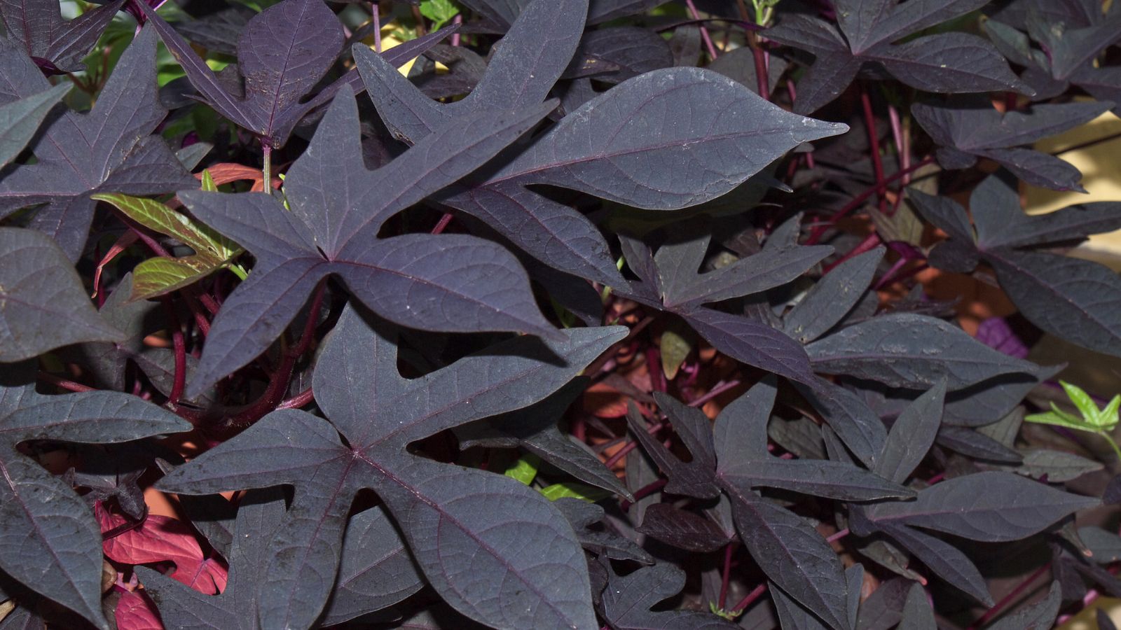 A lush layer of black Ipomoea batatas 'NCORNSP-011MNLC' leaves with other foliage underneath