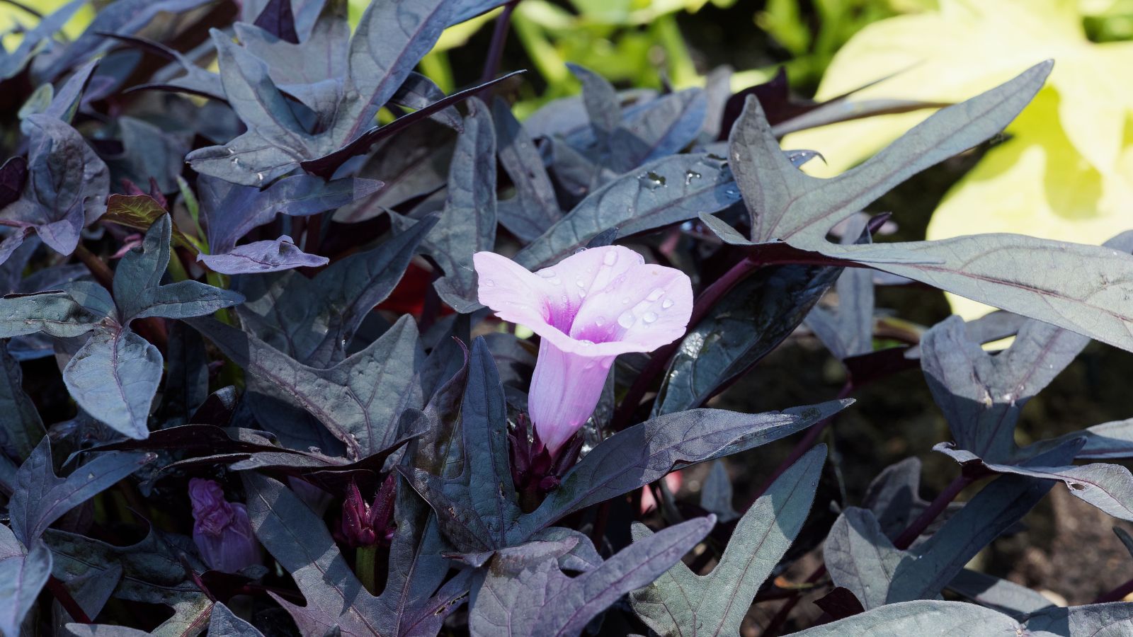 A lush Ipomoea batatas ‘Blackie’ plant with lovely dark leaves and a light purple flower