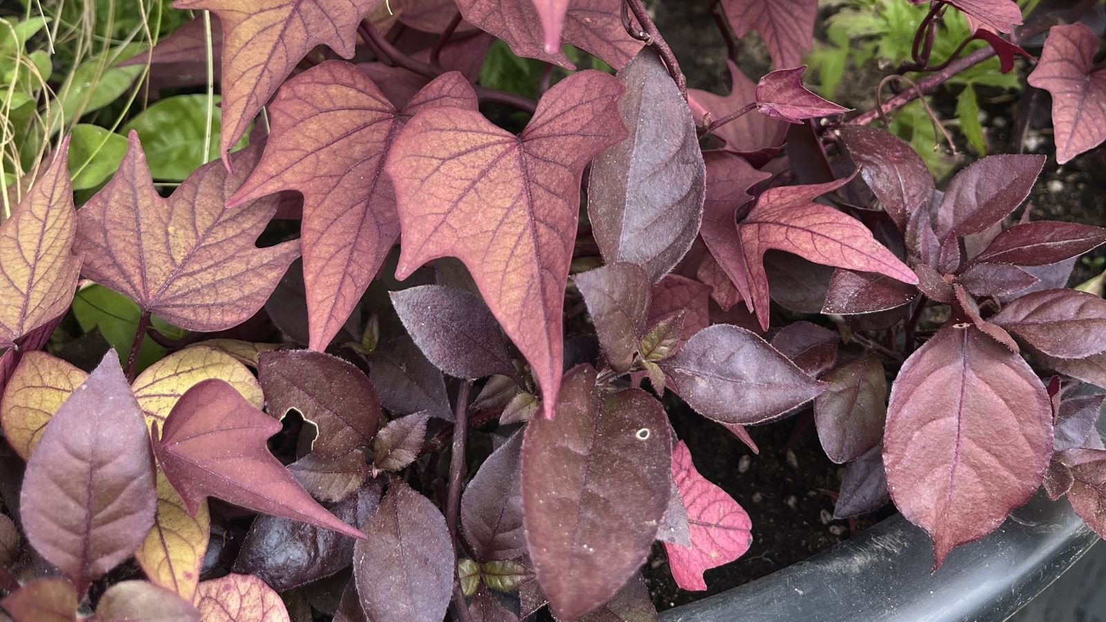 A lovely Ipomoea batatas ‘NCORNSP-031SHMG’ in a black pot with healthy reddish leaves