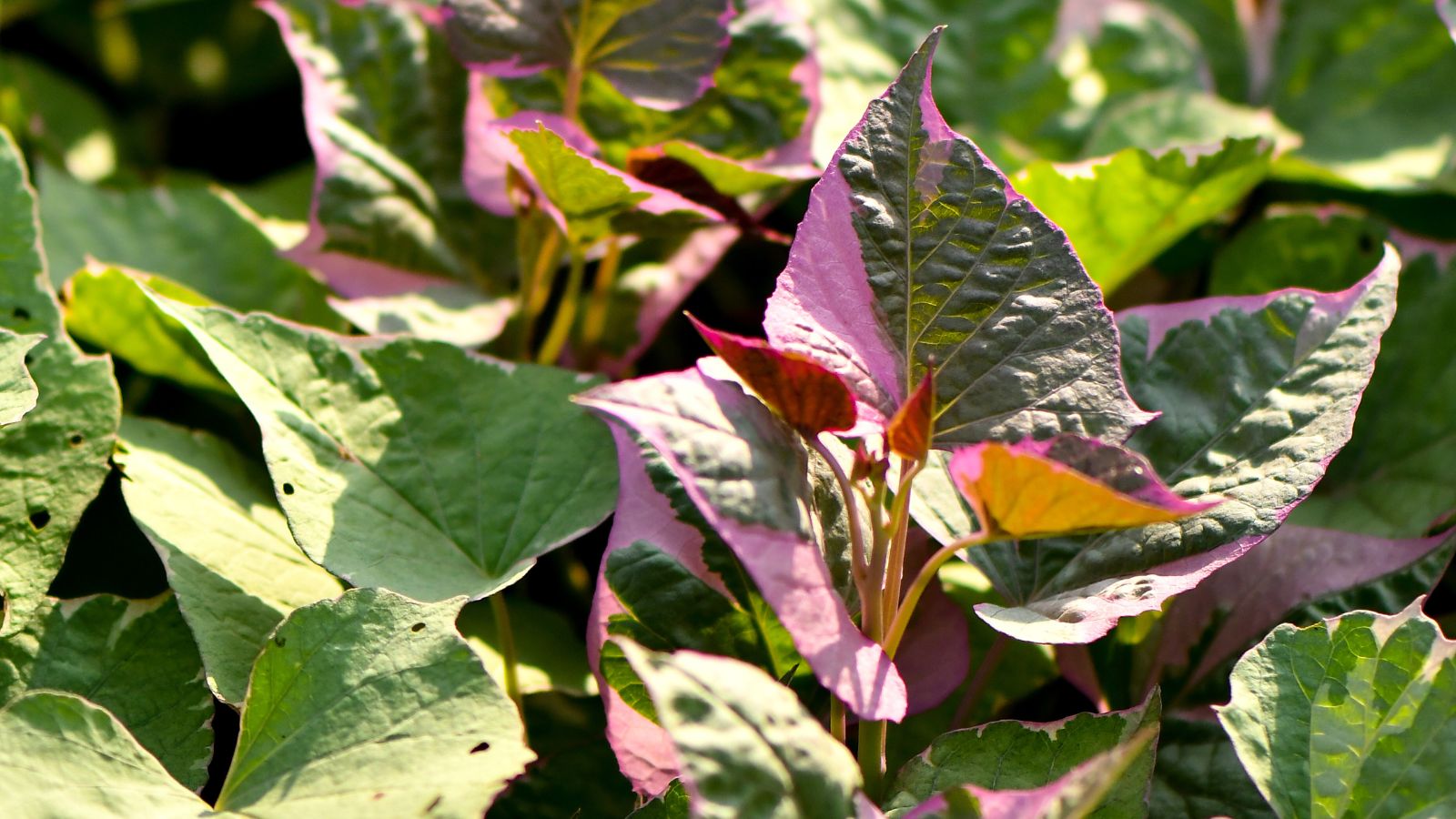 A lovely Ipomoea batatas ‘Tricolor’ plant with green and textured surfaces having pink patches