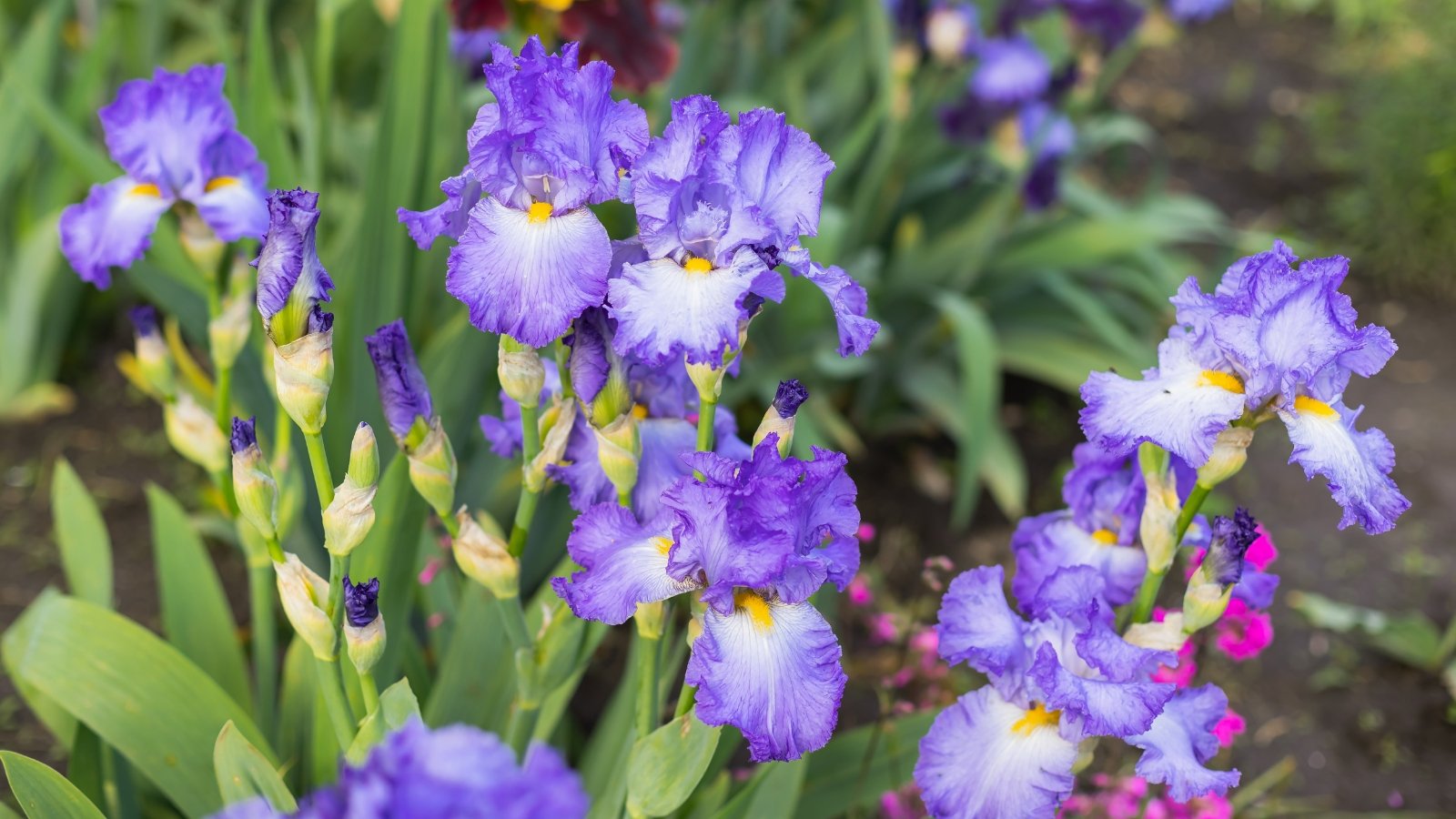 Large ruffled blooms in shades of violet and white stand tall on upright stems with sword-like green foliage.
