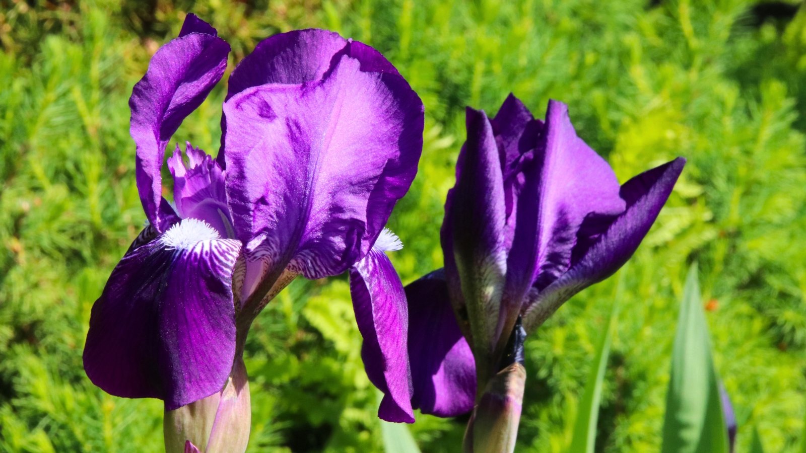 Two regal deep violet-purple blossoms, one open with white veining and one partially unfurled, rise against a green background.