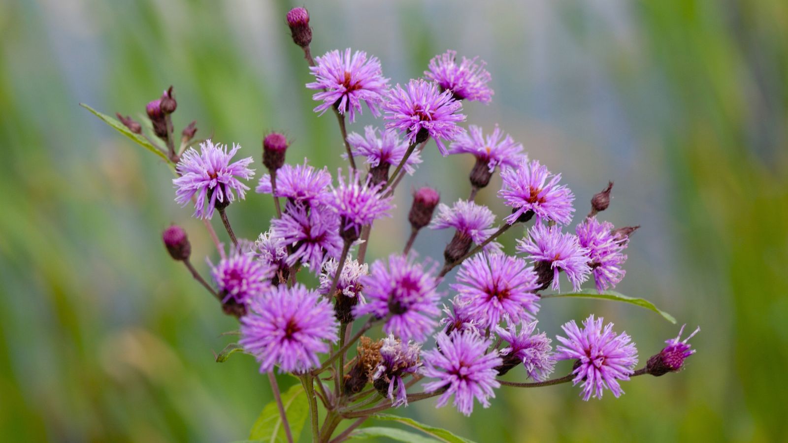 A close-up shot of a cluster of purple-magenta colored blooms alongside slender stems of the Ironweed, all situated in a well lit area outdoors