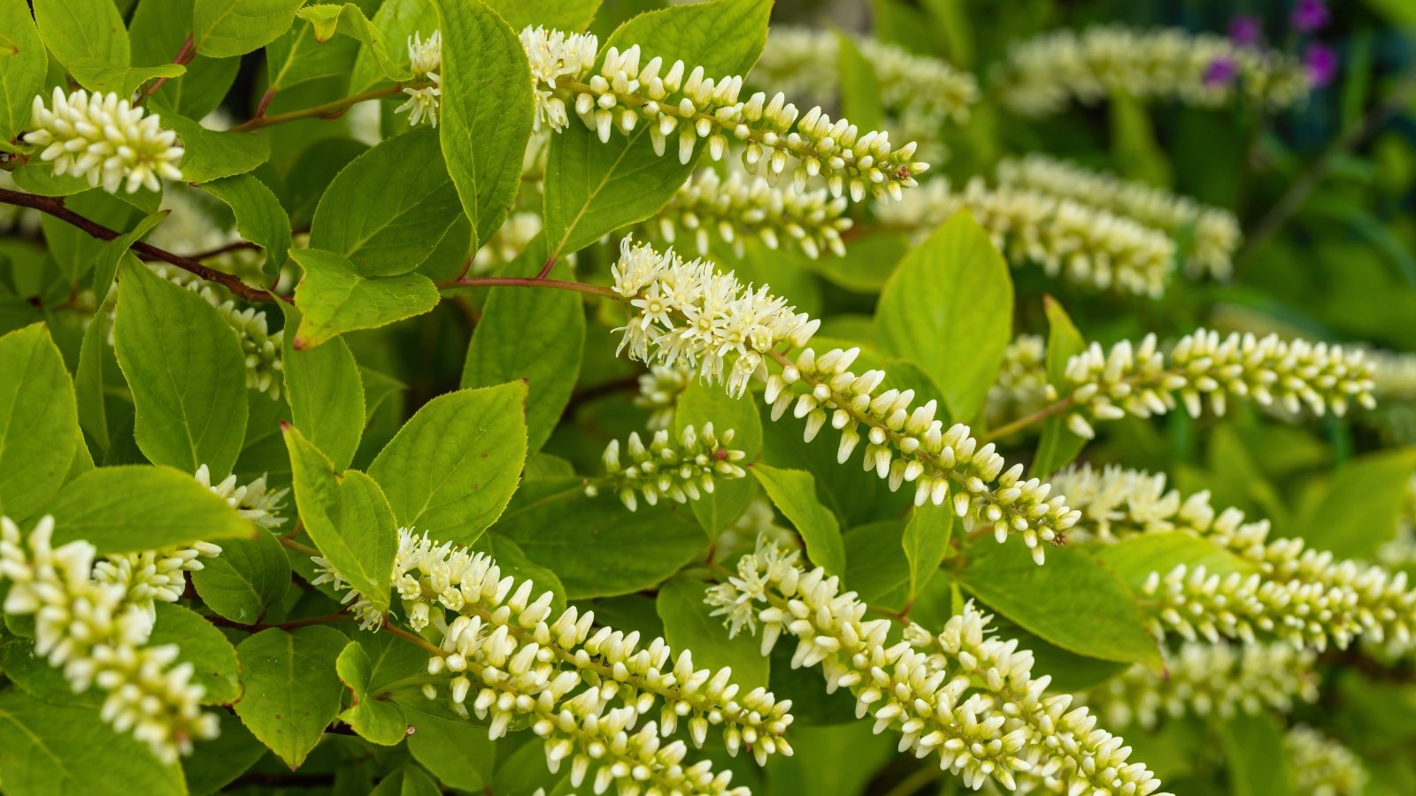 Numerous bottlebrush-like spikes of tiny white flowers stand upright against a backdrop of green leaves.