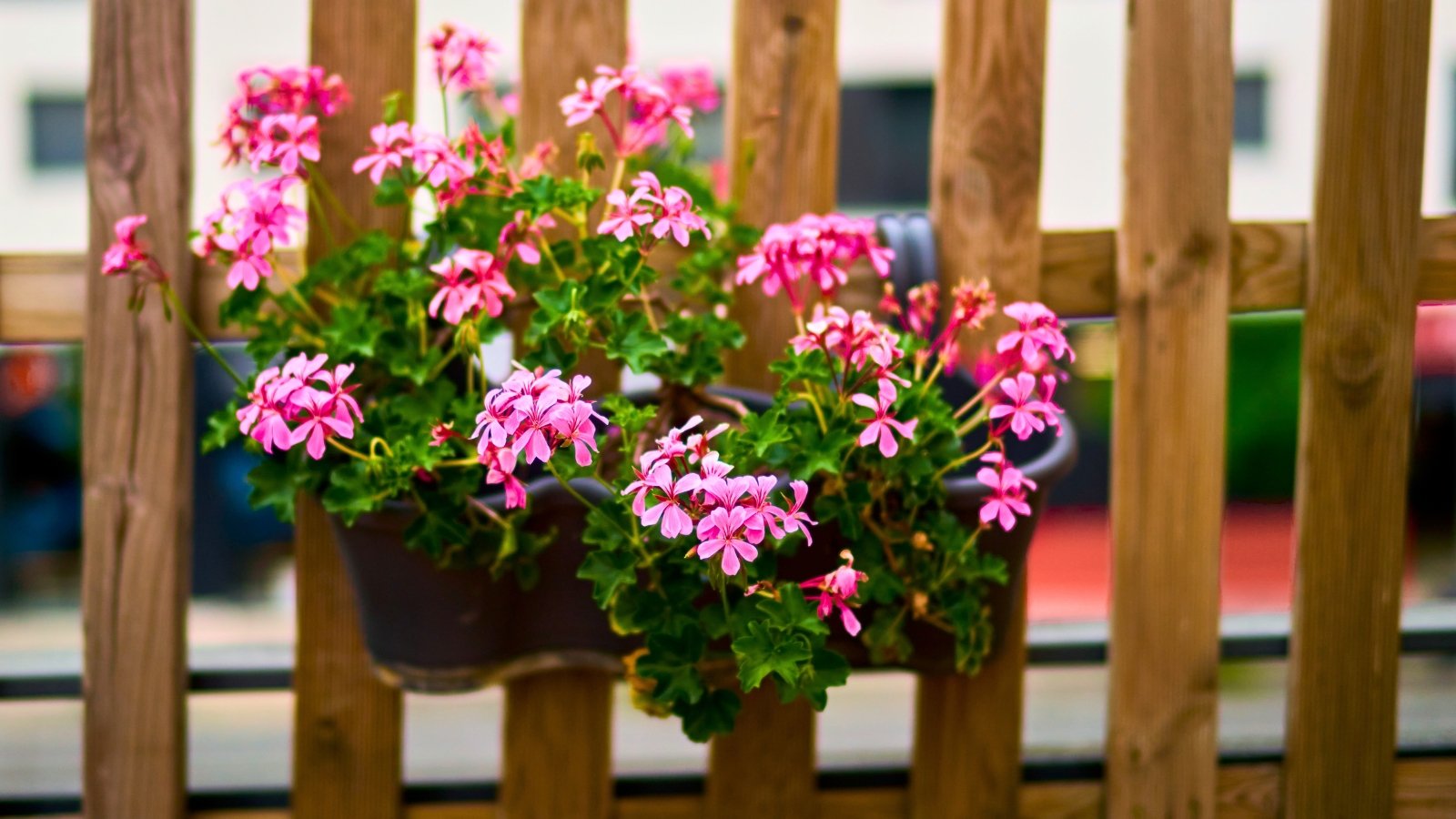 A dark planter overflowing with vibrant rose-pink flowers and lush green leaves, hanging on a wooden fence.