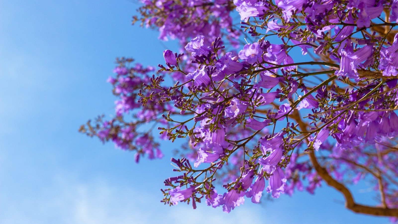 Cascading branches covered in numerous bell-shaped purple flowers, some still in bud, are silhouetted against a clear blue sky.