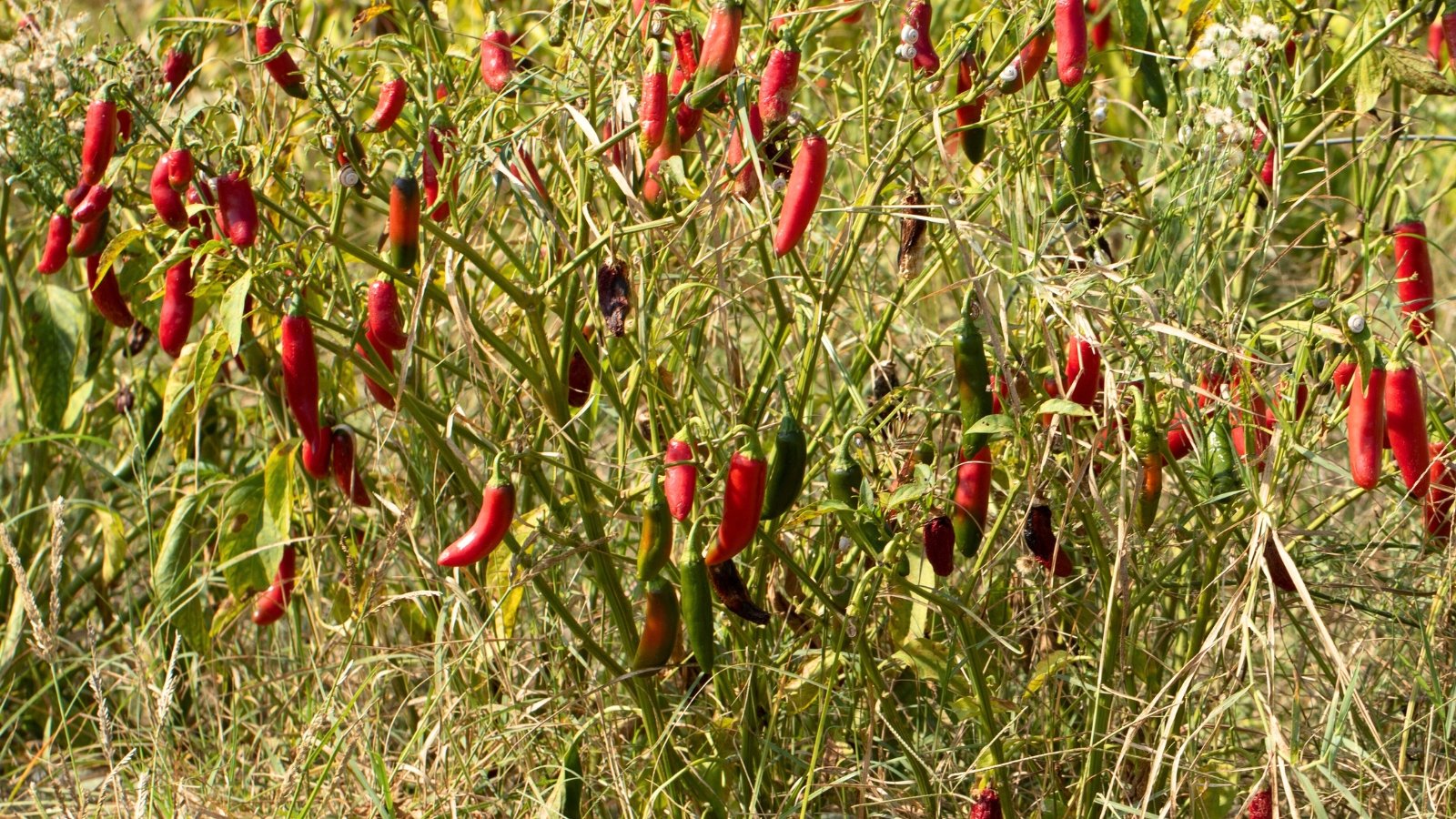 Red and green glossy peppers with smooth, tapered shapes hang from sturdy green stems amid broad, veined leaves in a sunlit garden.