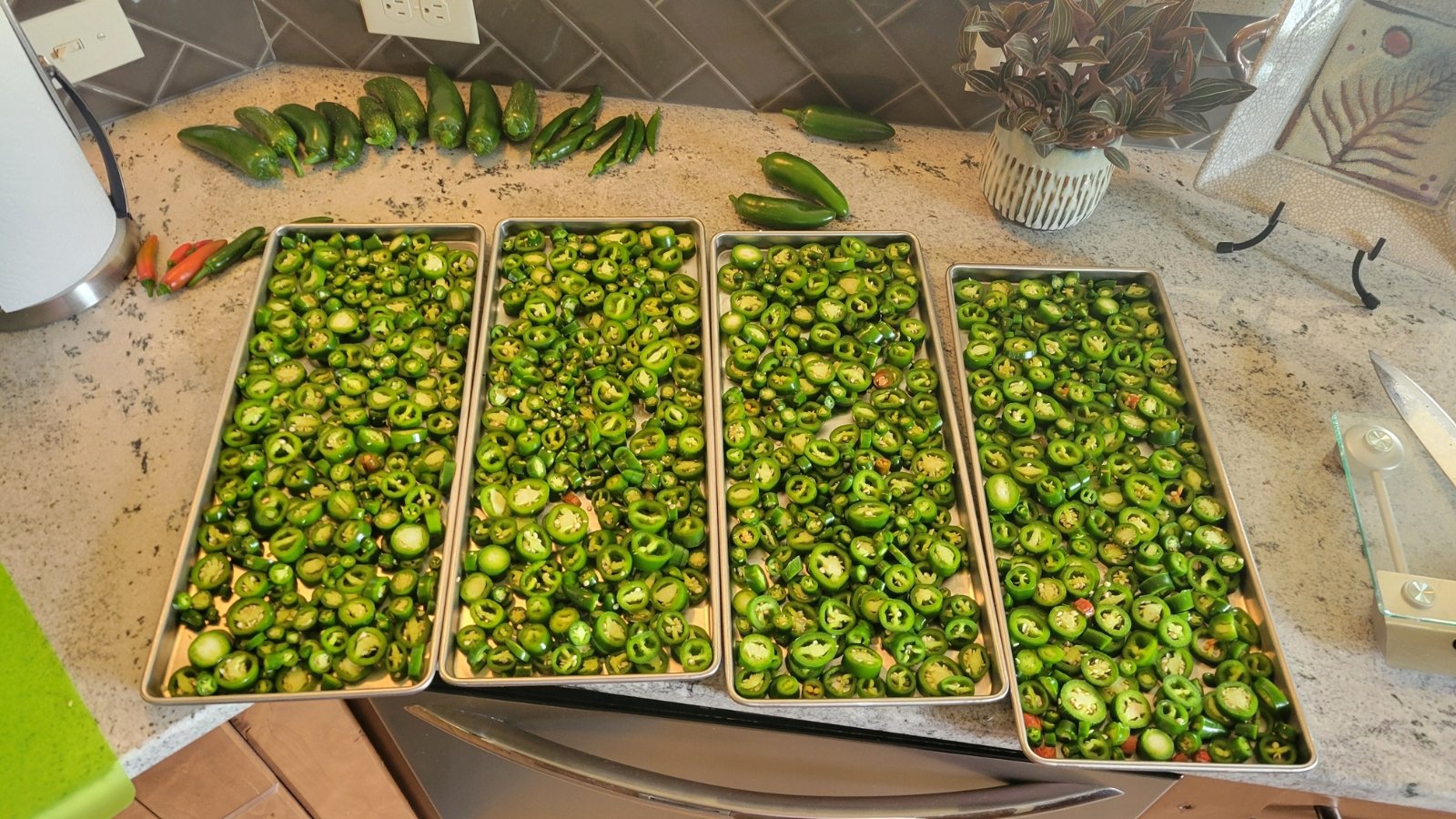 Four large metal trays on the kitchen counter hold small, round pieces of green hot peppers ready for freezing.









