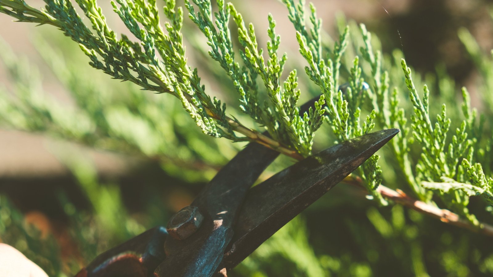 Close up of large pruning shears cutting a branch of a Juniper with blue-green scaly foliage for propagation.