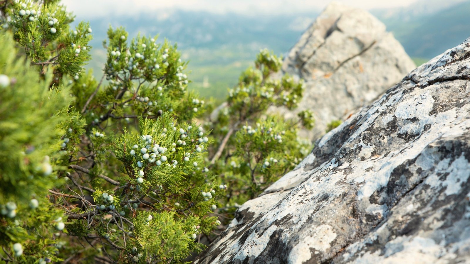 Juniper bushes with silvery-blue foliage and rounded blue berries grow densely along jagged white rocky outcrops.
