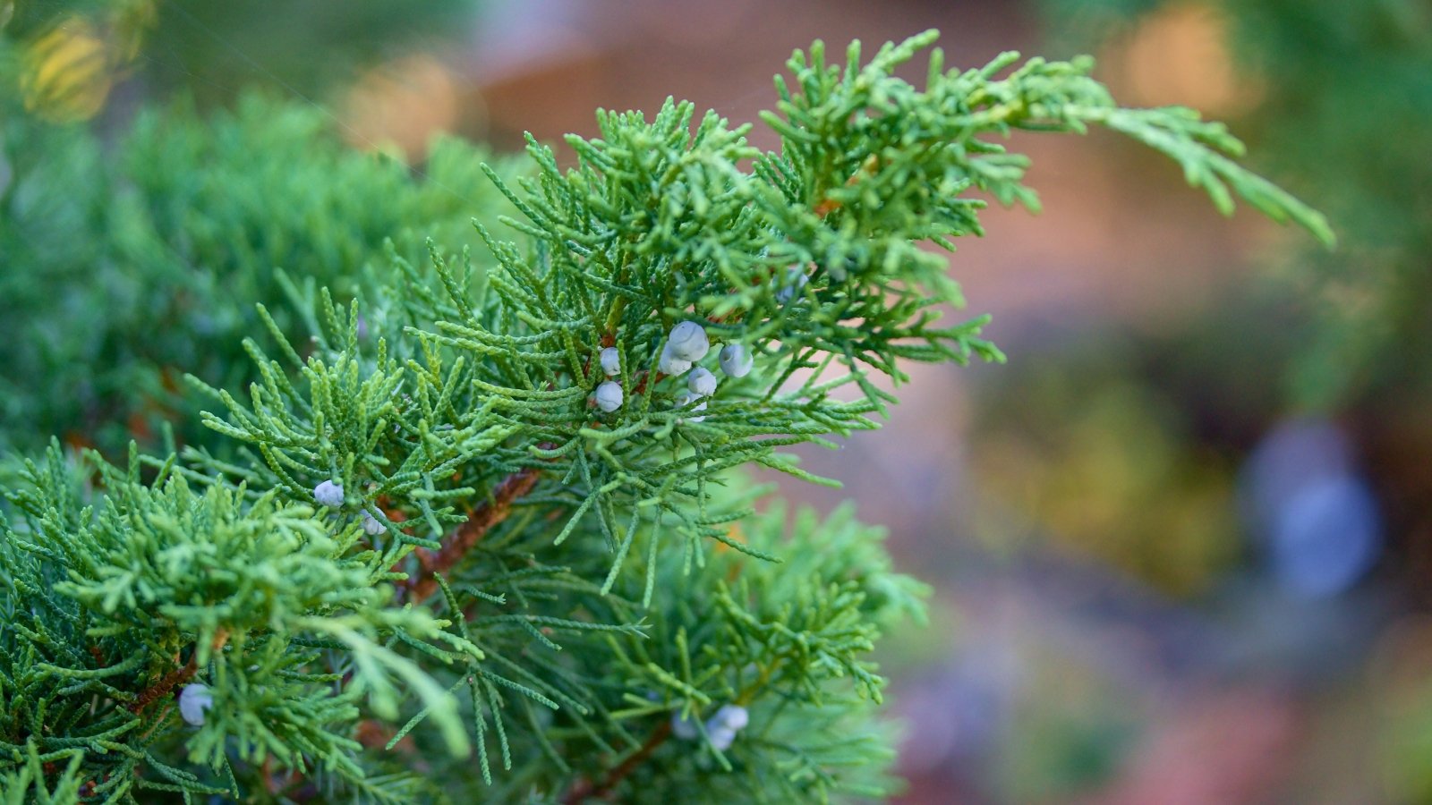 A close-up of a Juniper branch shows overlapping scale-like bluish-green leaves and small round bluish berries.