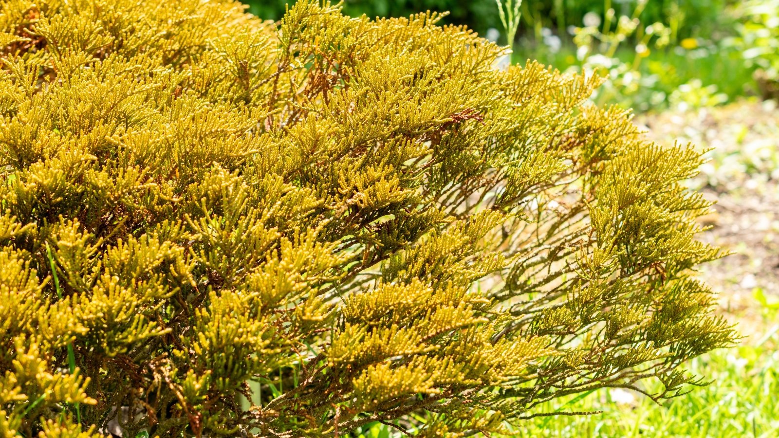A compact shrub with whip-like, scaly foliage strands tinted with a golden hue in a sunny garden.