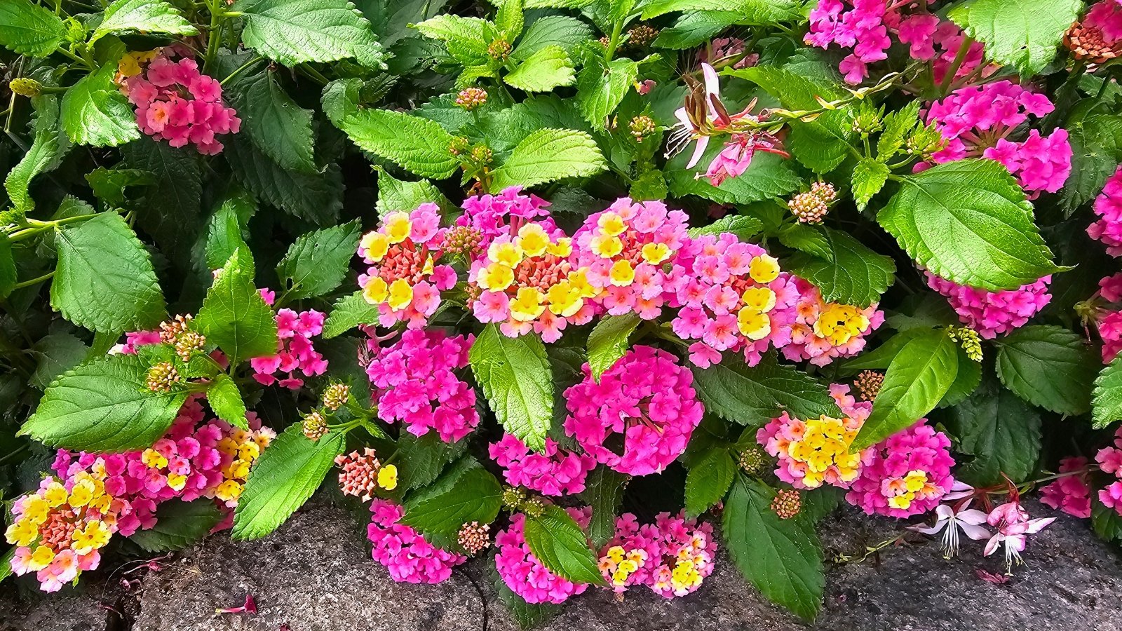 A cluster of small flowers transitions from bright yellow in the center to vibrant pink on the outer edges among green, textured leaves.