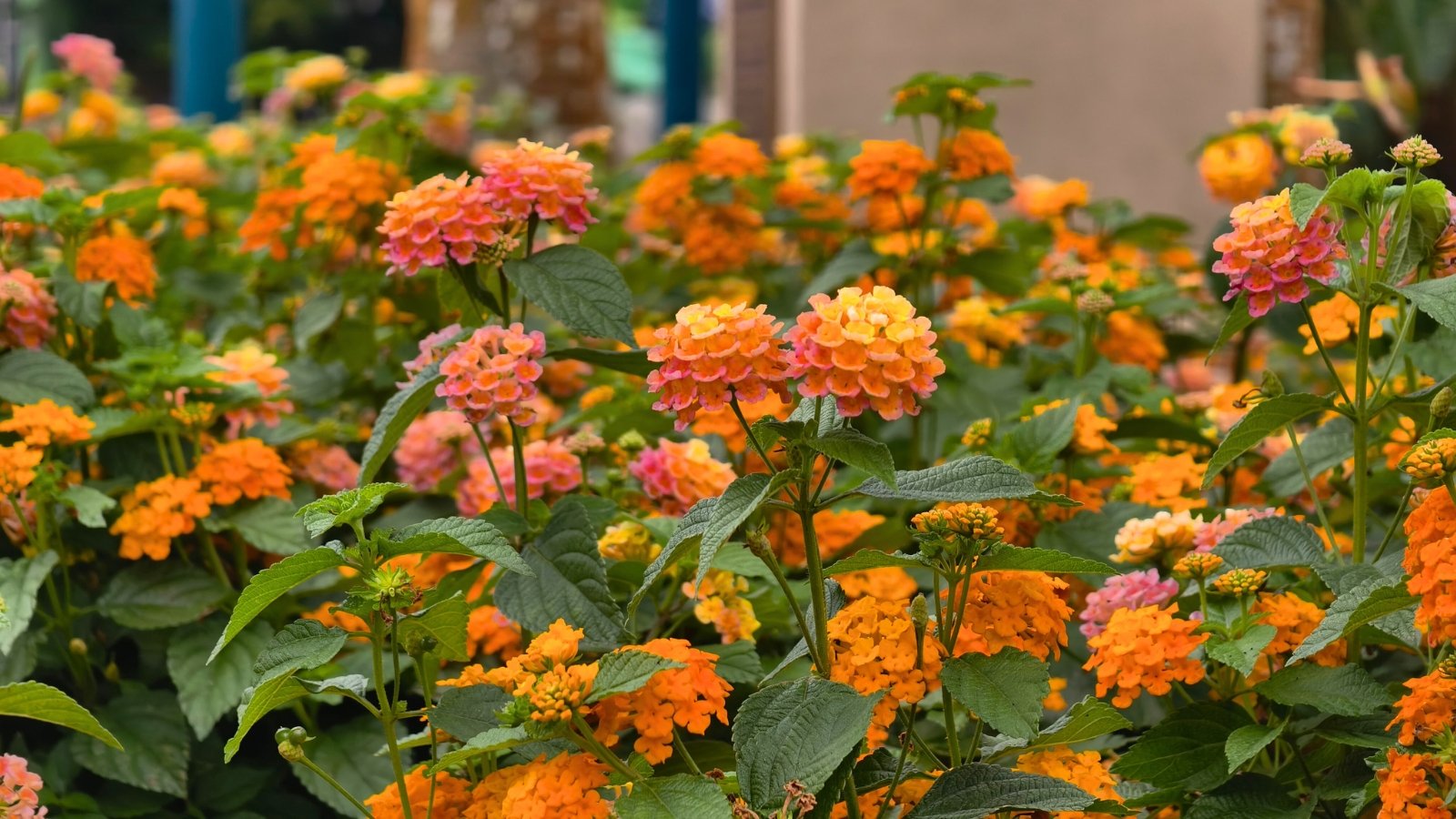 A vibrant bush features numerous spherical clusters of small, densely packed flowers in shades of orange, yellow, and pink, interspersed with green leaves.