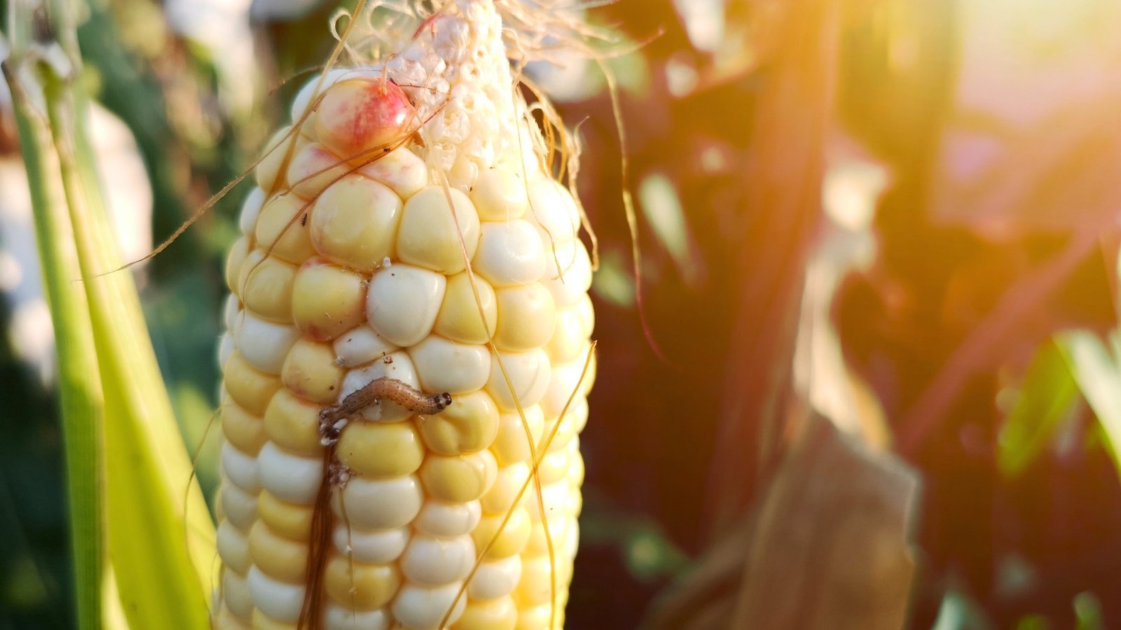 Corn kernels appear chewed and irregular with a plump, striped corn earworm larva nestled among the damage.