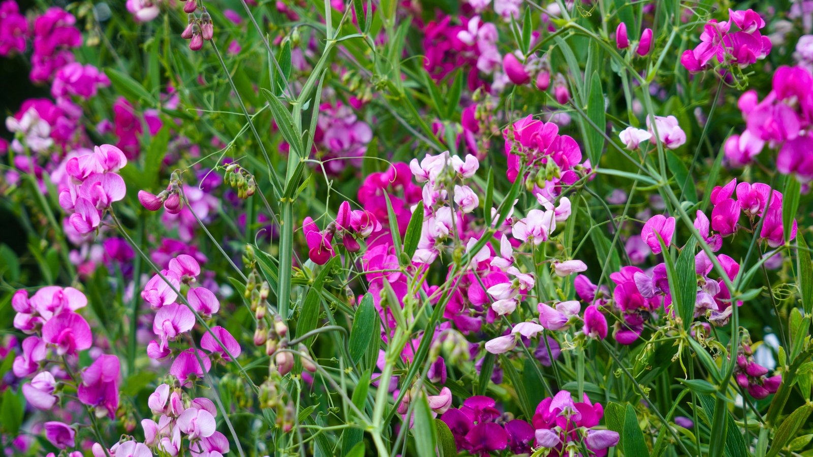 A dense cluster of vibrant fuchsia and soft pink pea-shaped blossoms with slender green stems and leaves fills the frame.