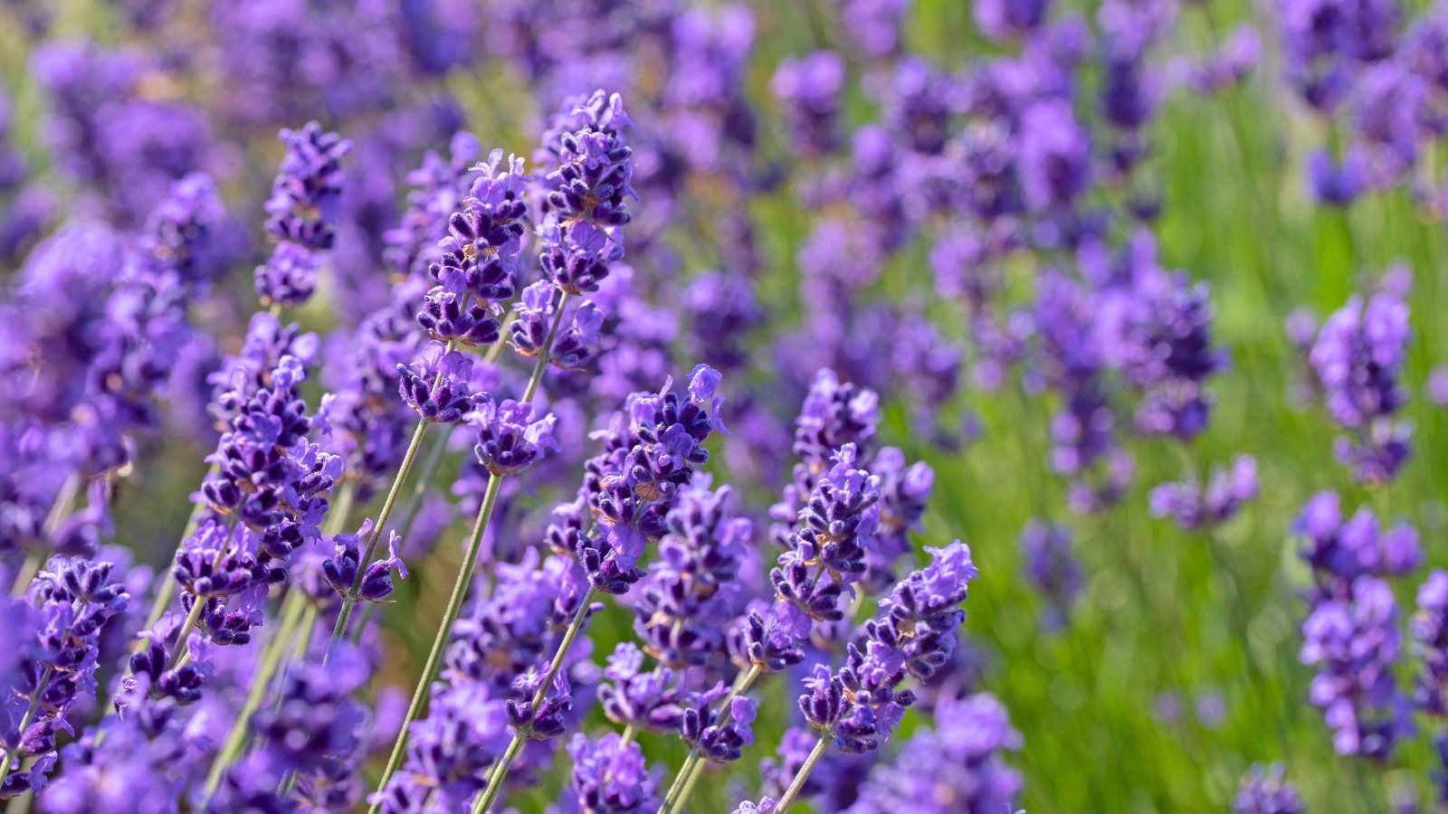 A field of slender, elongated spikes covered in small, tightly packed purple florets creates a soft, hazy appearance.