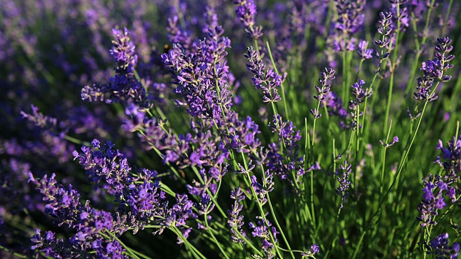 Narrow, silvery-green leaves line woody stems topped with purple flower spikes.
