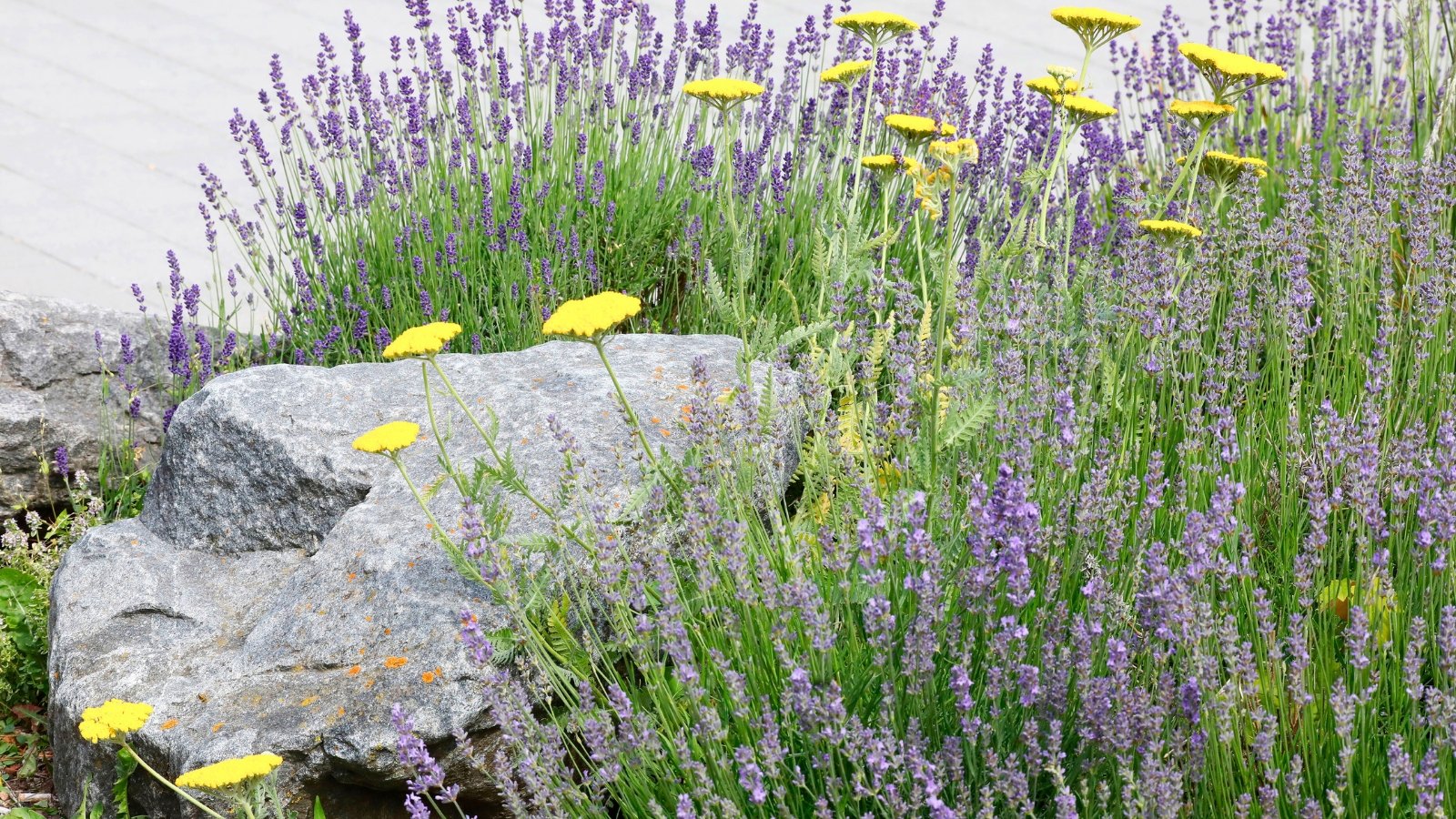 Slender purple flower spikes rise from a bed of narrow green leaves, interspersed with clusters of flat-topped yellow blossoms.