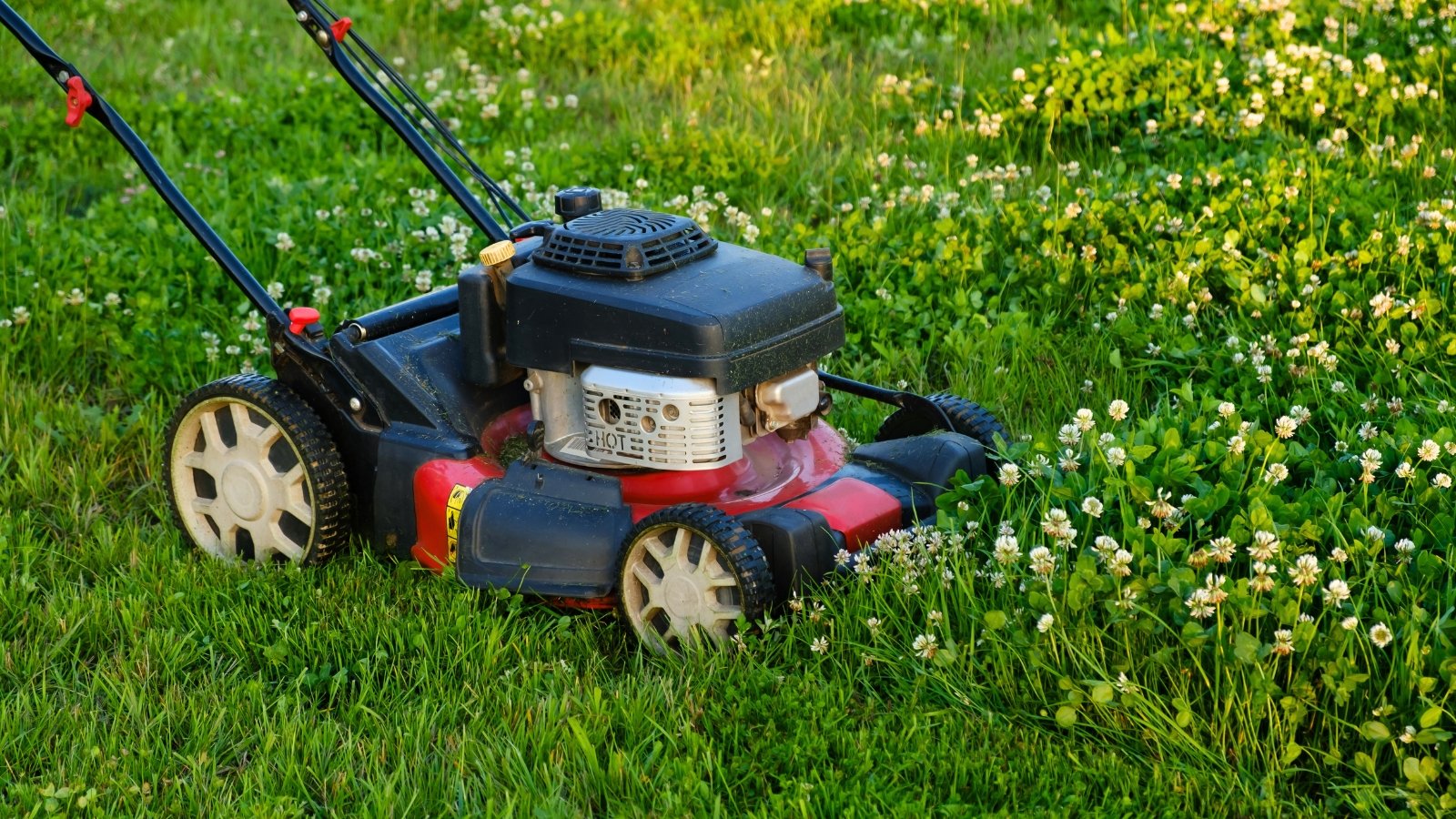 A lawn mower trims a thick clover lawn with dense green trifoliate leaves and scattered white blossoms.
