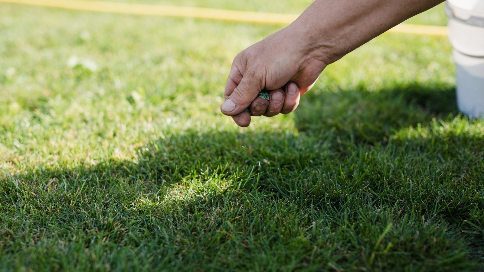 A man's hand scatters grass seed evenly over a patchy lawn, with fine seeds falling onto the soil below.