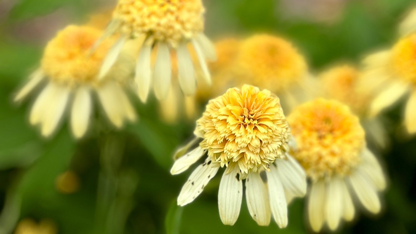Pale yellow petals droop gently from a lush warm yellow cone on medium stems with smooth, narrow, dark green leaves.