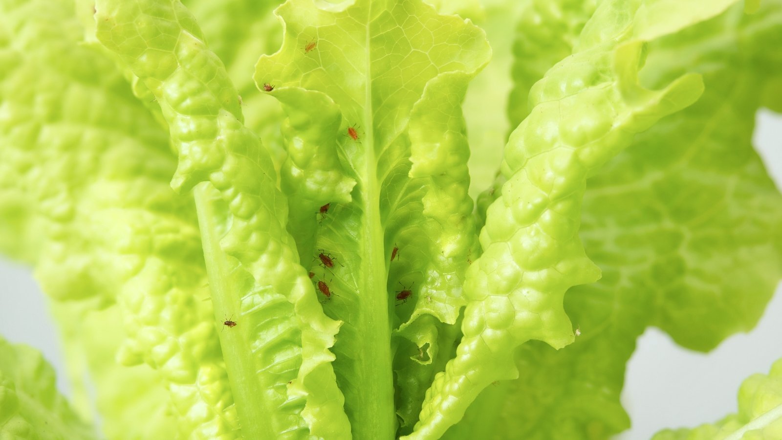 A dense colony of tiny redish-brown aphids clusters along the undersides and edges of tender lettuce leaves.
