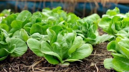 Bright green lettuce plants with soft, layered leaves grow in neat rows across a mulched garden bed.