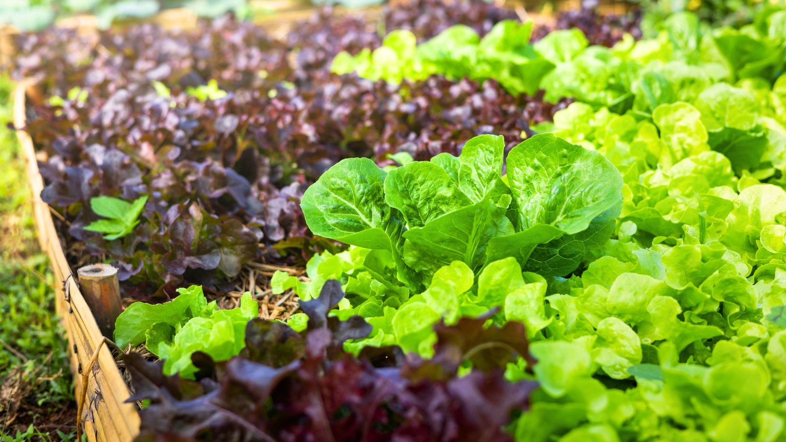 Close-up of different types of green and purple lettuce growing in a mulched bed enclosed by a short wooden fence.